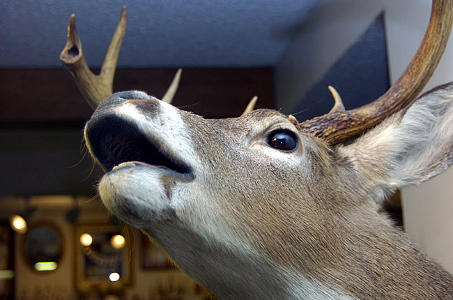 mounted deer head